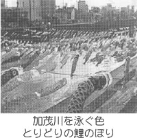 加茂川を泳ぐ色とりどりの鯉のぼり
